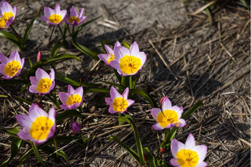 Botanisk Tulipan 'Saxatilis' / 'Lilac Wonder'